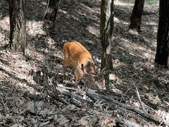 -栾川竹海野生动物园