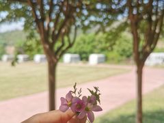 -木兰云雾山