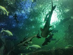 -成都浩海立方海洋公园