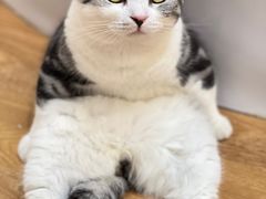 -COLOR PETS 撸猫馆·购猫·猫咖(长风大悦城店)