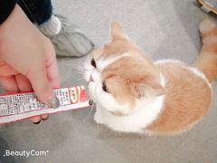 -飞行喵MR PILOT|猫舍·猫咖(静安大融城店)