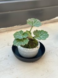 -安那般那皮肤年轻化ANAPANA