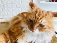 -平行世界·猫咖(首经贸店)