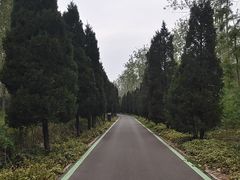 -合肥滨湖国家森林公园