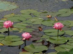 -荷花大观园