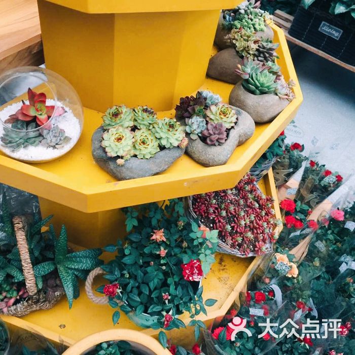 七桥瓮花鸟市场图片