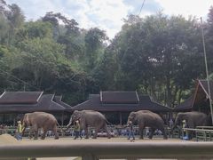 -野象谷景区
