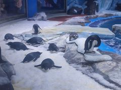 -上海海昌海洋公园