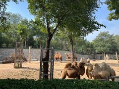 -石家庄市动物园