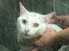 -宠物梦想家(日月豪庭店)