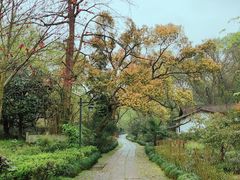 -法云古村