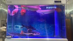 -宝诗护肤造型