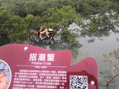 -北海金海湾红树林生态旅游区