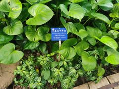-中国科学院西双版纳热带植物园