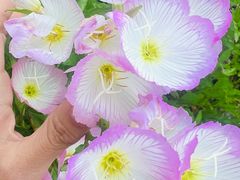 -杭州湾海上花田景区