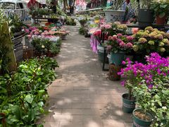 -宝鸡东道花鸟鱼虫市场(吉利花园商场店)