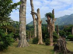 -深圳仙湖植物园