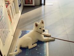 -芭比堂动物医院·心脏专科·夜诊·吉雅分院