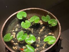 -曲水兰亭(北京四惠店)