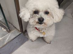 -八公叔叔宠物美容连锁(春申店)