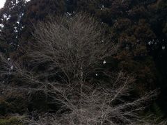 -西芳寺(苔寺)