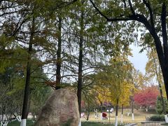 -南京古林公园