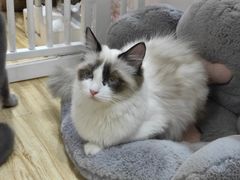-Sweet cat·星愿猫咖(国贸大厦店)