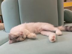 -Bastet sally猫舍购宠(静安店)