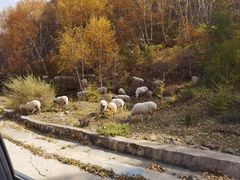 -苏木山森林公园