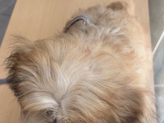 -瑞鹏宠物医院·超声·骨科·奇麟分院(蜀都万达店)