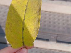 -清真·胖妈妈手抓餐厅(定西路长城宾馆店)