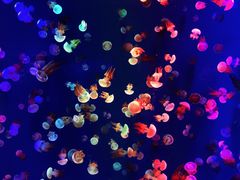 -成都浩海立方海洋公园