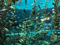 -瑞普利水族馆