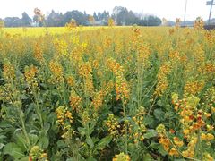 -中国天府农业博览园