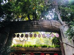 -西双版纳原始森林公园