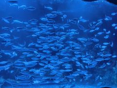 -太平洋海底世界