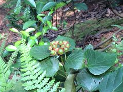 -乐山大佛风景名胜区乌尤寺南门-售票点