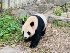 -广州长隆野生动物世界