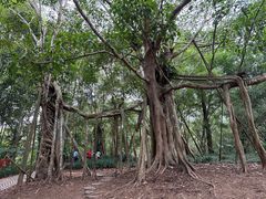 -中国科学院西双版纳热带植物园