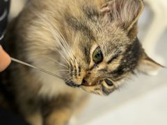 -共舞时光猫咖·狗咖(新街口店)