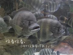 -上海海洋水族馆