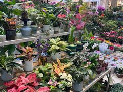 -双季花艺园艺市场(浦东店)