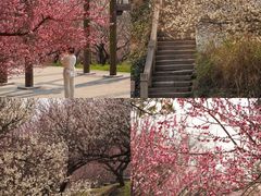 -苏州上方山国家森林公园