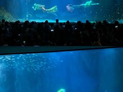 -海合安成都极地海洋公园