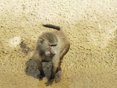 -杭州野生动物世界