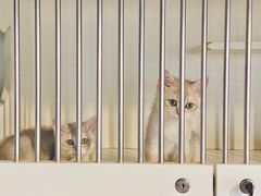 -东方名猫馆·英短金渐层布偶猫舍(环线广场1号楼店)