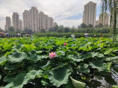 -前关湿地公园