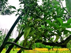 景点-上海长兴岛郊野公园