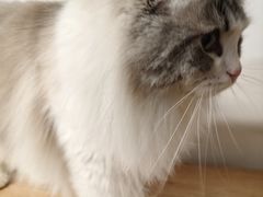 -柴迷FANS CLUB·柴犬狗咖·猫咖