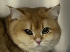 -中农国际动物医院24小时·猫科·骨科·急重症中心